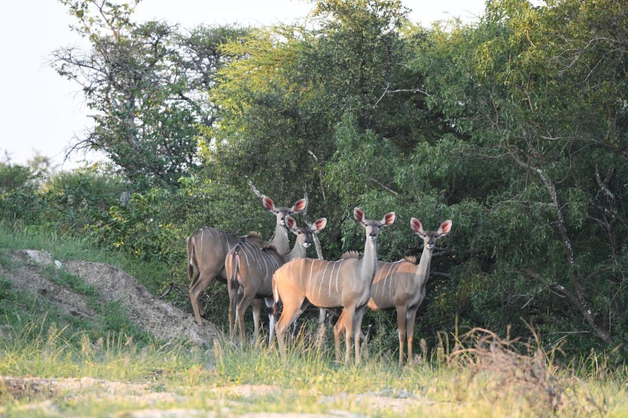 Ngangane Lodge & Reserve Francistown Zewnętrze zdjęcie