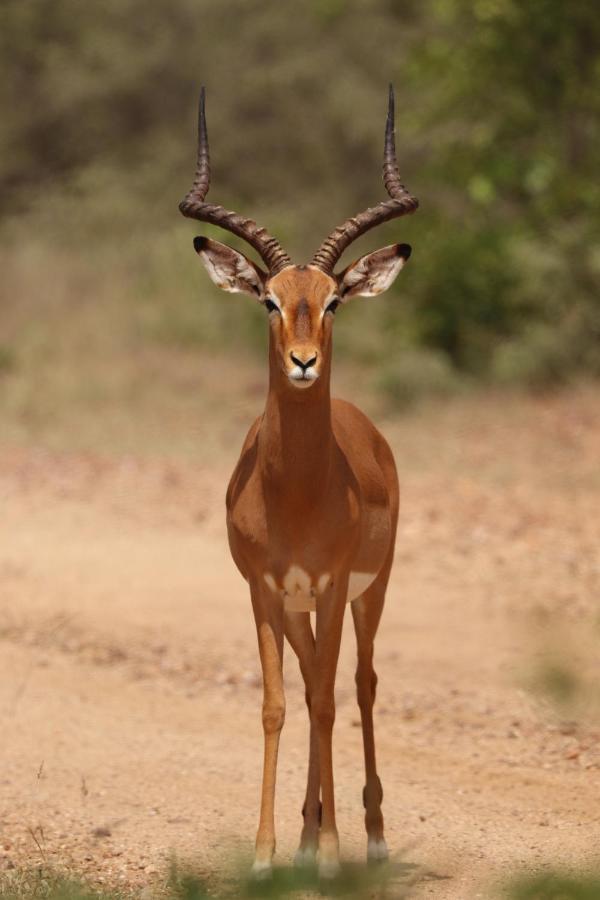 Ngangane Lodge & Reserve Francistown Zewnętrze zdjęcie