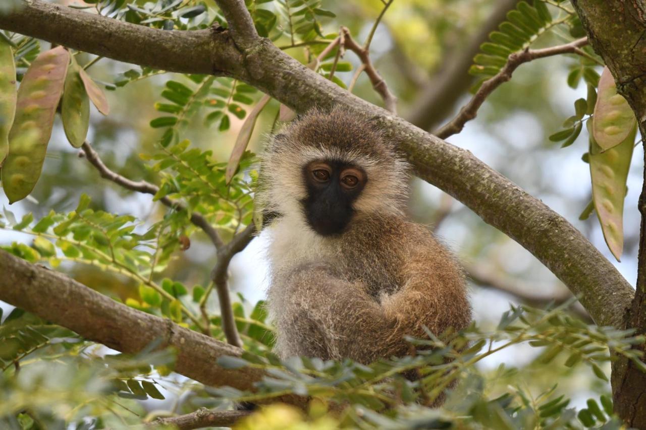 Ngangane Lodge & Reserve Francistown Zewnętrze zdjęcie