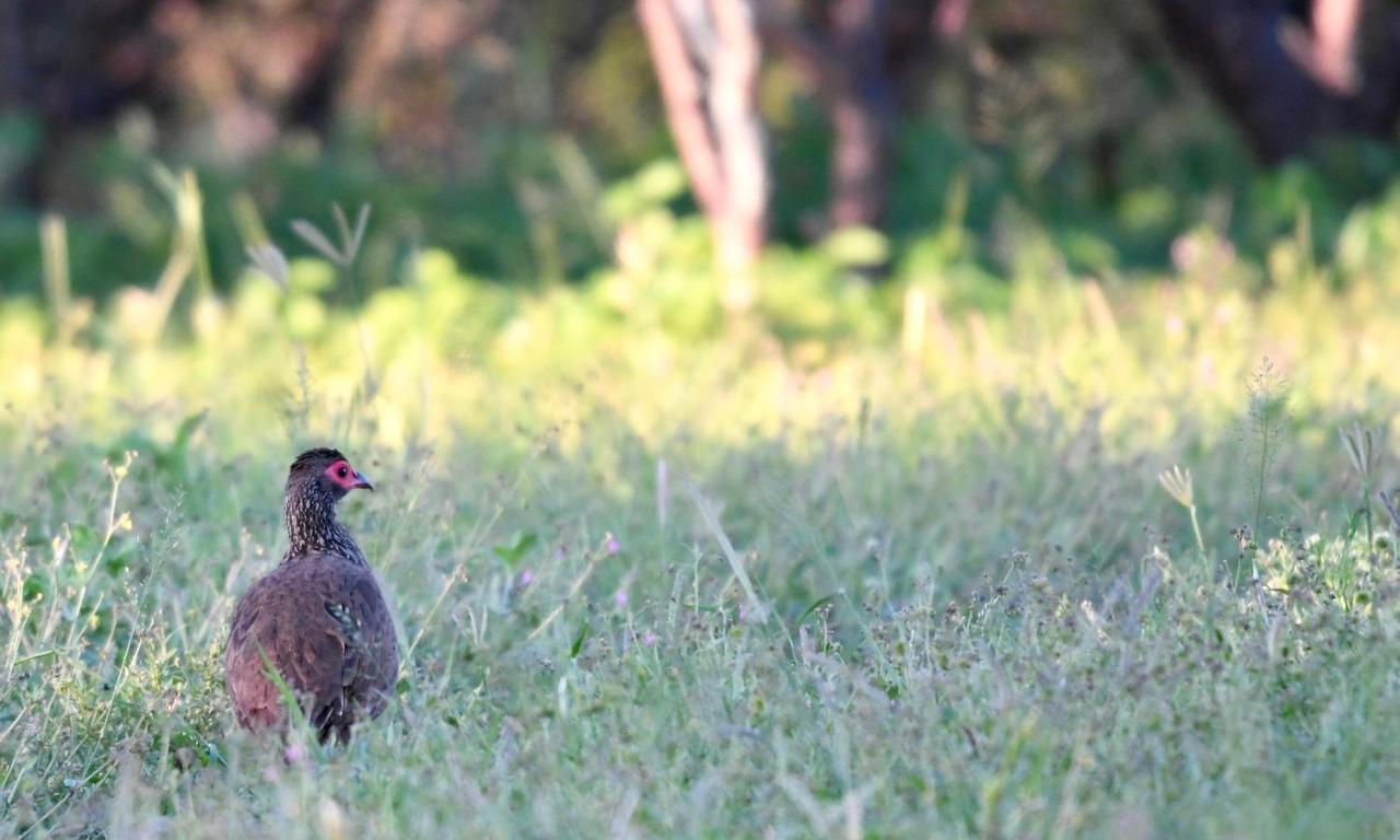 Ngangane Lodge & Reserve Francistown Zewnętrze zdjęcie