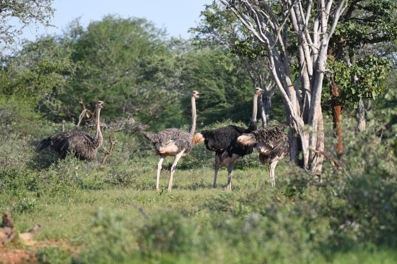 Ngangane Lodge & Reserve Francistown Zewnętrze zdjęcie
