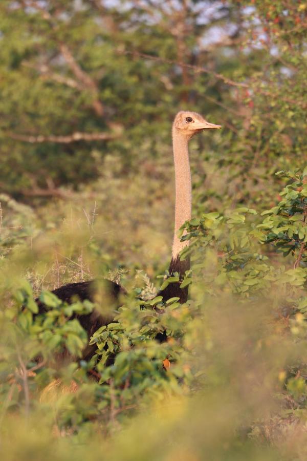 Ngangane Lodge & Reserve Francistown Zewnętrze zdjęcie