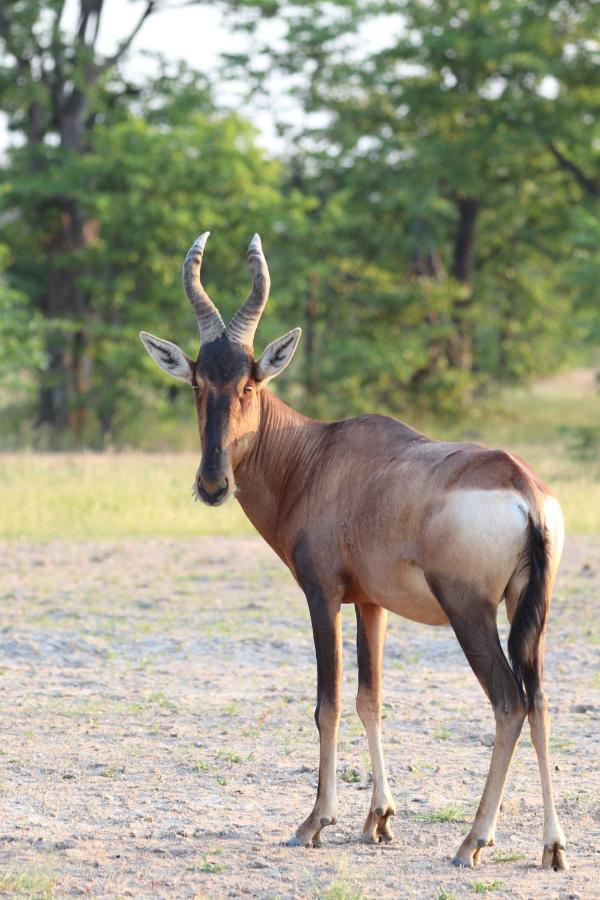 Ngangane Lodge & Reserve Francistown Zewnętrze zdjęcie