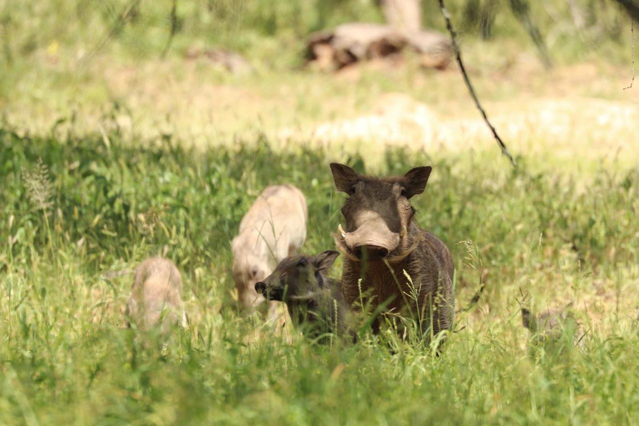 Ngangane Lodge & Reserve Francistown Zewnętrze zdjęcie