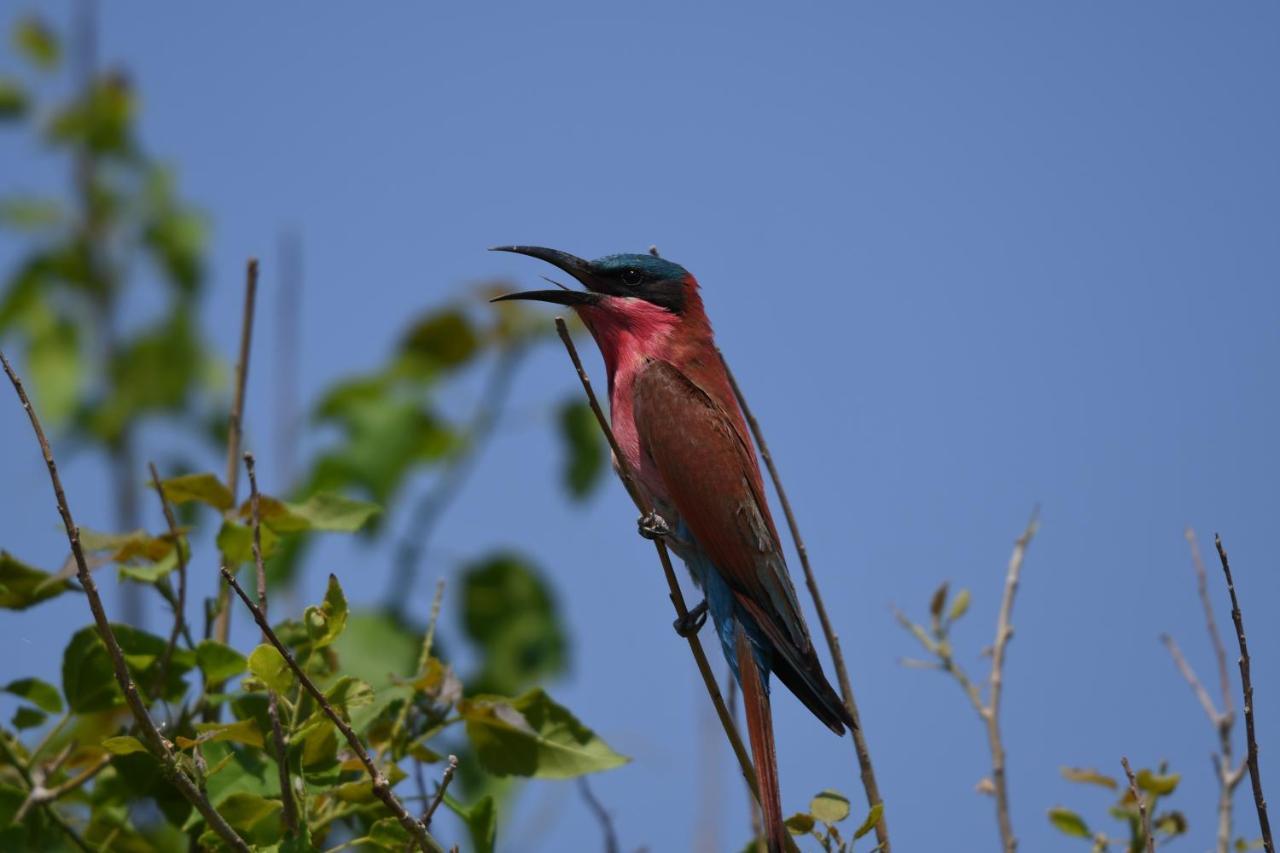 Ngangane Lodge & Reserve Francistown Zewnętrze zdjęcie