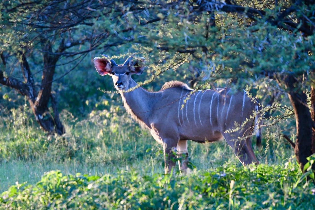 Ngangane Lodge & Reserve Francistown Zewnętrze zdjęcie