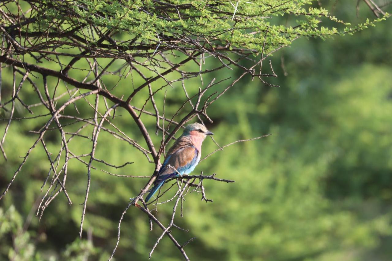 Ngangane Lodge & Reserve Francistown Zewnętrze zdjęcie
